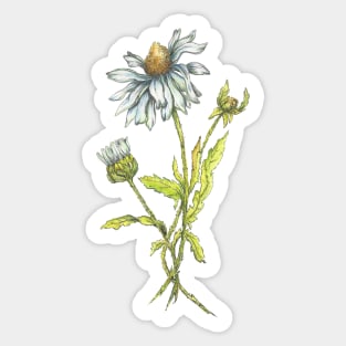 Watercolor Daisy Sticker